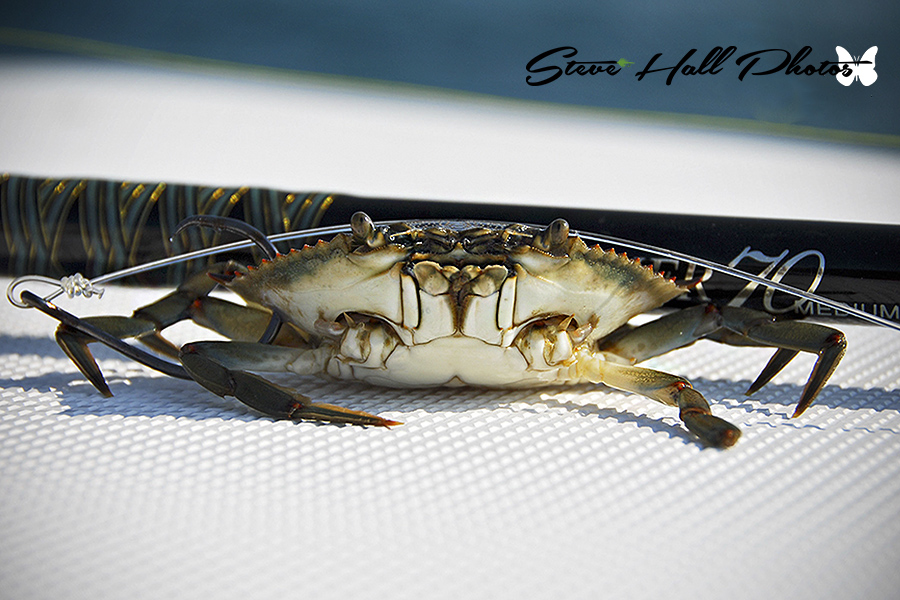 Tarpon Crab by Steve Hall